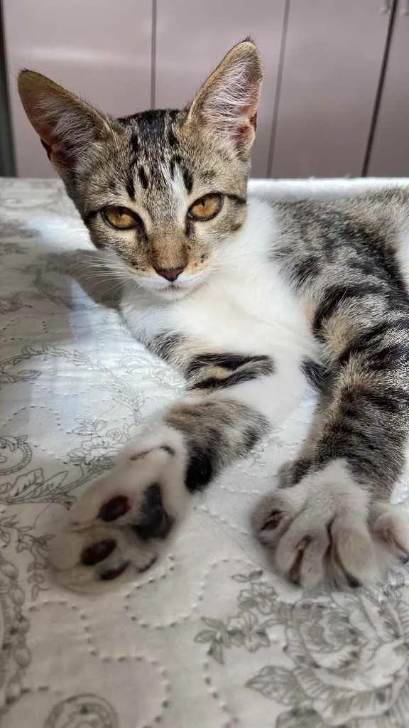 Gato raça SRD idade 2 a 6 meses nome Sem Nome