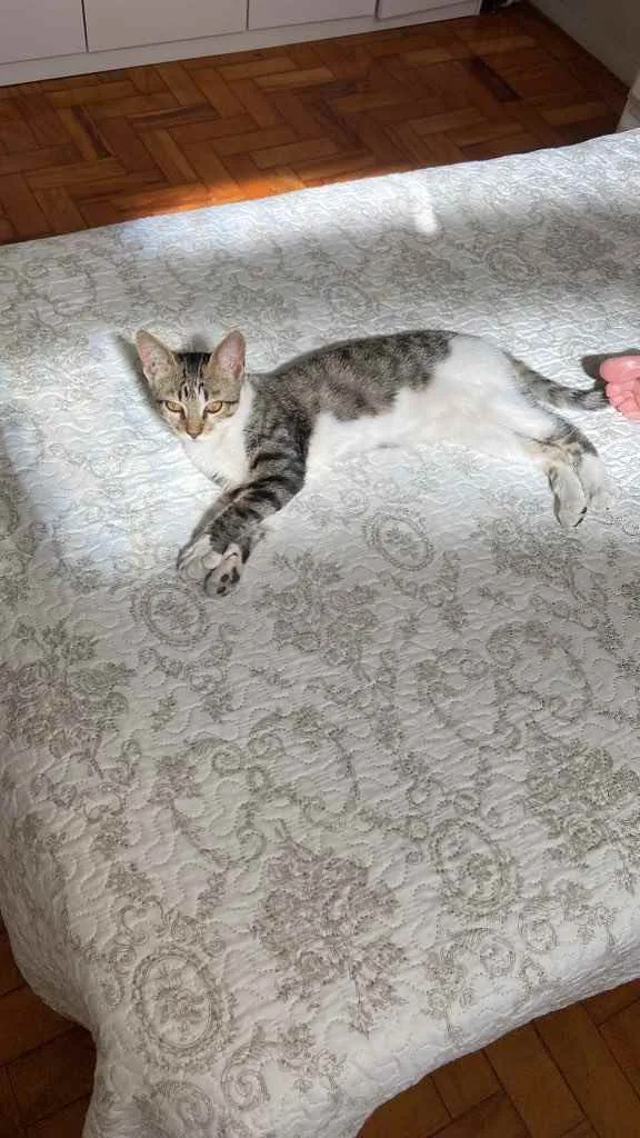 Gato raça SRD idade 2 a 6 meses nome Sem Nome