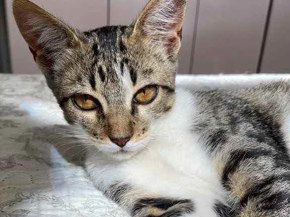 Gato raça SRD idade 2 a 6 meses nome Sem Nome