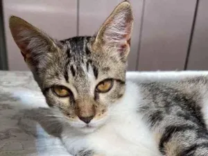 Gato raça SRD idade 2 a 6 meses nome Sem Nome