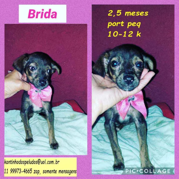 Cachorro raça SRD idade 2 a 6 meses nome Brida