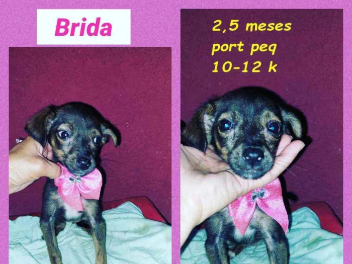 Brida