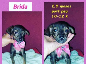 Cachorro raça SRD idade 2 a 6 meses nome Brida
