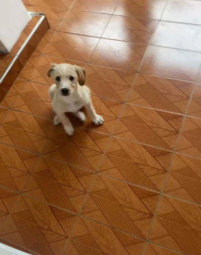 Cachorro raça vira lata idade 2 a 6 meses nome duque