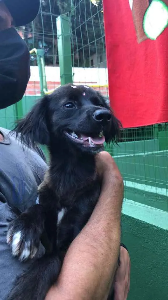 Gato raça SRD  idade 1 ano nome Kiara