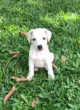 Cachorro raça Srd idade Abaixo de 2 meses nome Biel