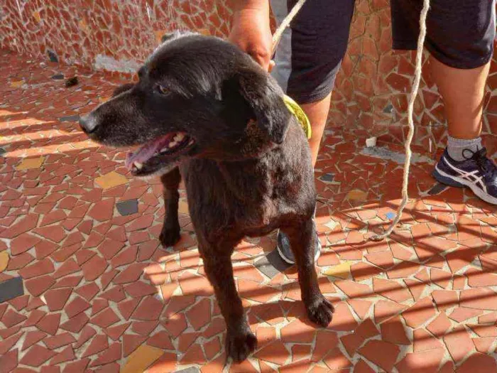 Cachorro ra a Vira lata idade 6 ou mais anos nome Negão