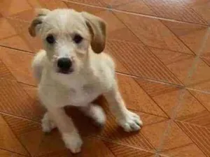 Cachorro raça vira lata idade 2 a 6 meses nome duque