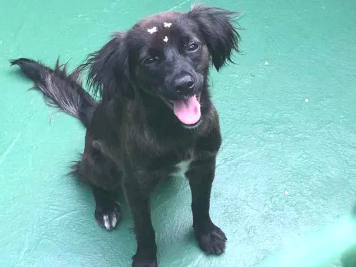 Gato raça SRD  idade 1 ano nome Kiara