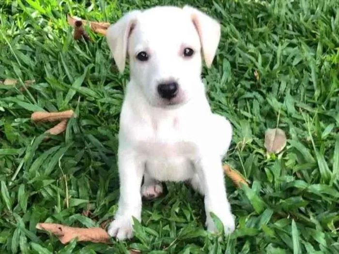 Cachorro raça Srd idade Abaixo de 2 meses nome Biel