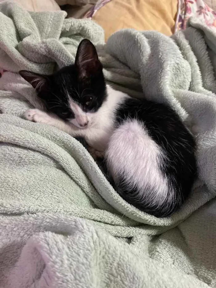Gato ra a SRD idade 2 a 6 meses nome Sem nome