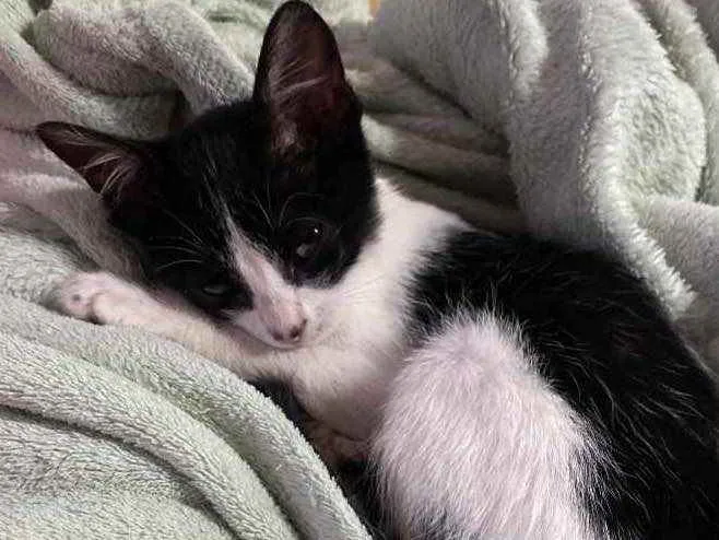 Gato ra a SRD idade 2 a 6 meses nome Sem nome