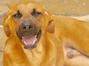 Cachorro raça  idade 2 a 6 meses nome Romeu Filhote