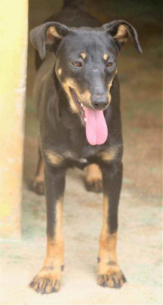 Cachorro raça  idade 7 a 11 meses nome Violeta Filhote