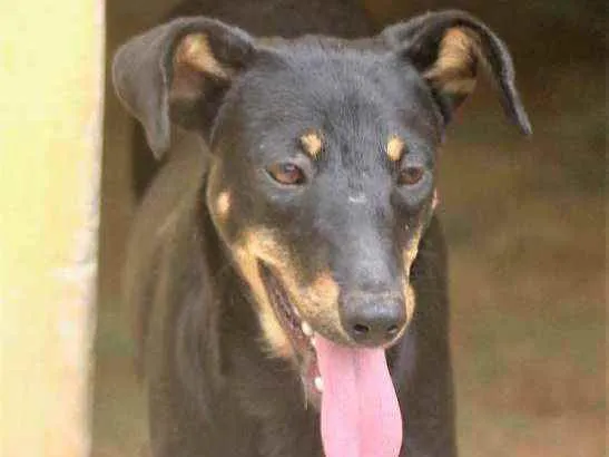 Cachorro raça  idade 7 a 11 meses nome Violeta Filhote