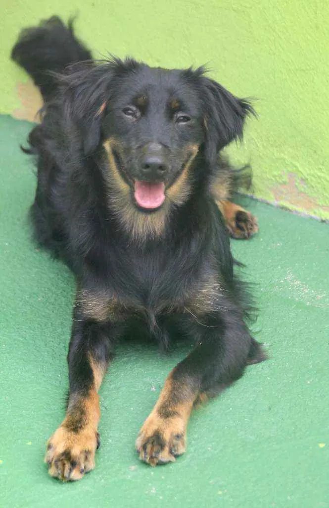 Cachorro raça  idade 7 a 11 meses nome Didi Filhote