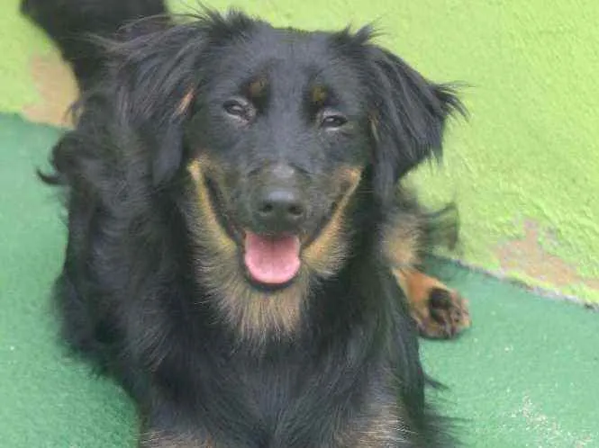 Cachorro raça  idade 7 a 11 meses nome Didi Filhote