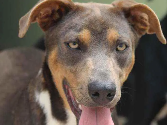 Cachorro raça  idade 7 a 11 meses nome Lucas Filhote