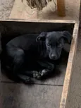 Cachorro raça SRD idade 2 a 6 meses nome Théo