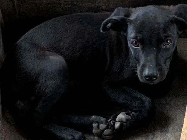 Cachorro raça SRD idade 2 a 6 meses nome Théo