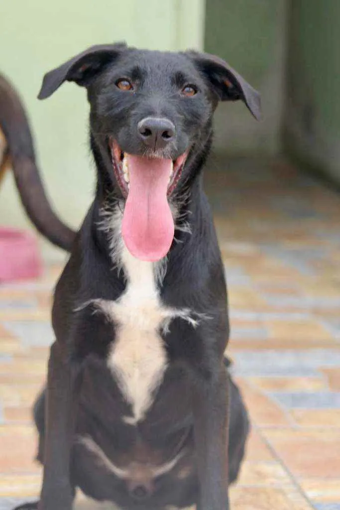 Cachorro raça  idade 7 a 11 meses nome Lana Filhote