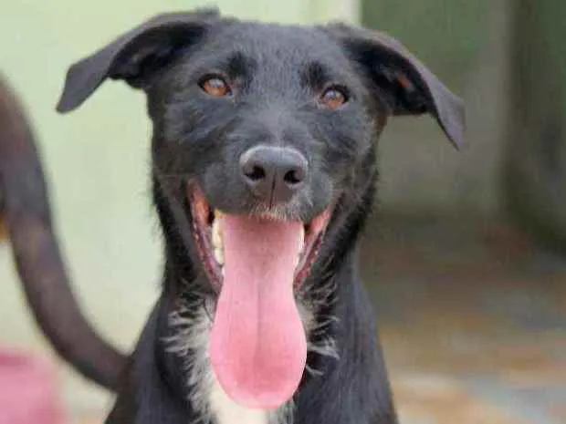 Cachorro raça  idade 7 a 11 meses nome Lana Filhote