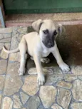 Cachorro raça SRD idade 2 a 6 meses nome Nina