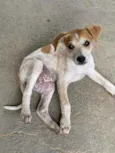 Cachorro raça SRD idade 2 a 6 meses nome Mel