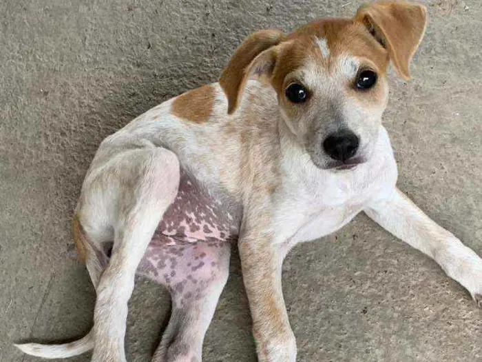 Cachorro raça SRD idade 2 a 6 meses nome Mel