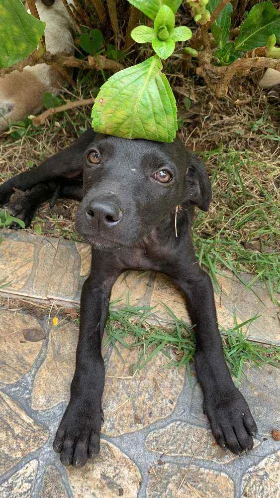 Cachorro raça SRD idade 2 a 6 meses nome Théo
