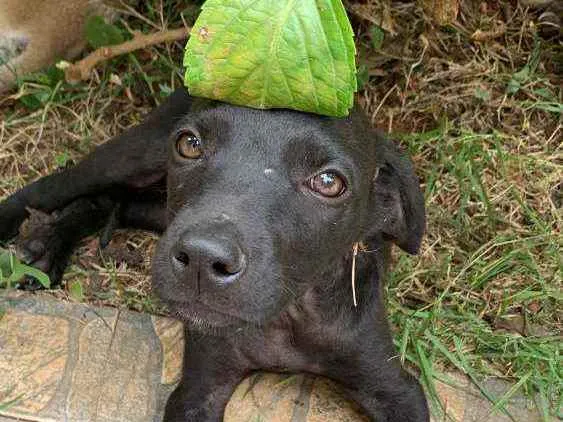 Cachorro raça SRD idade 2 a 6 meses nome Théo