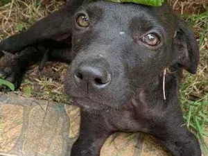 Cachorro raça SRD idade 2 a 6 meses nome Théo