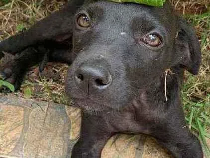 Cachorro raça SRD idade 2 a 6 meses nome Théo