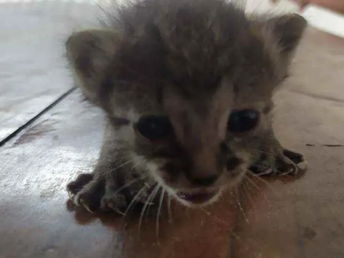 Gato ra a não sei  idade Abaixo de 2 meses nome lino