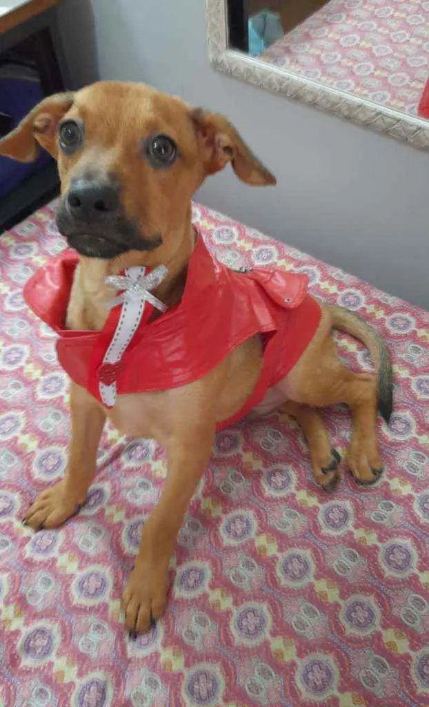 Cachorro ra a Srd  idade 2 a 6 meses nome Mike