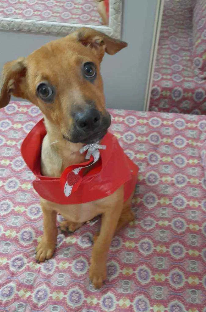 Cachorro ra a Srd  idade 2 a 6 meses nome Mike