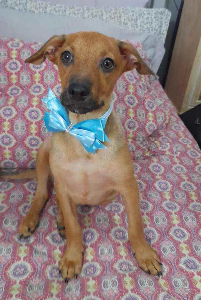 Cachorro ra a Srd  idade 2 a 6 meses nome Mike