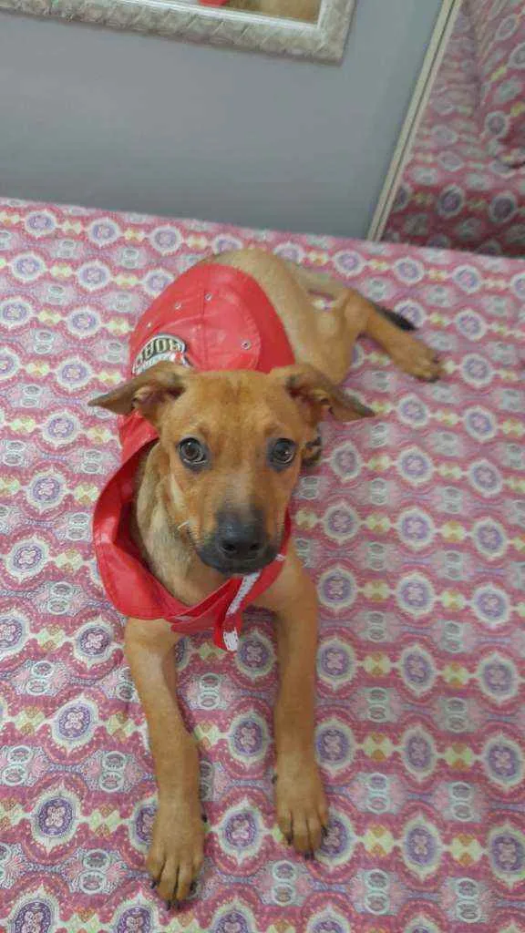 Cachorro ra a Srd  idade 2 a 6 meses nome Mike