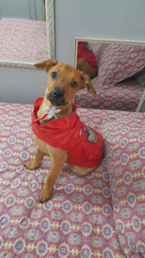 Cachorro ra a Srd  idade 2 a 6 meses nome Mike