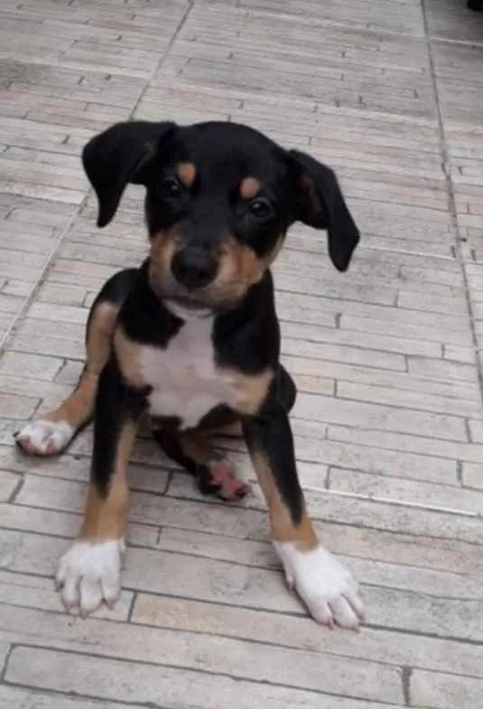 Cachorro ra a SRD idade 2 a 6 meses nome Bob