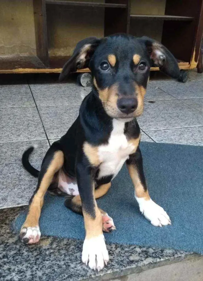 Cachorro ra a SRD idade 2 a 6 meses nome Bob