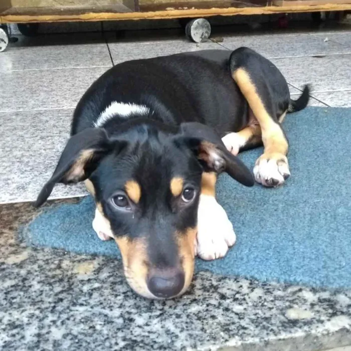 Cachorro ra a SRD idade 2 a 6 meses nome Bob
