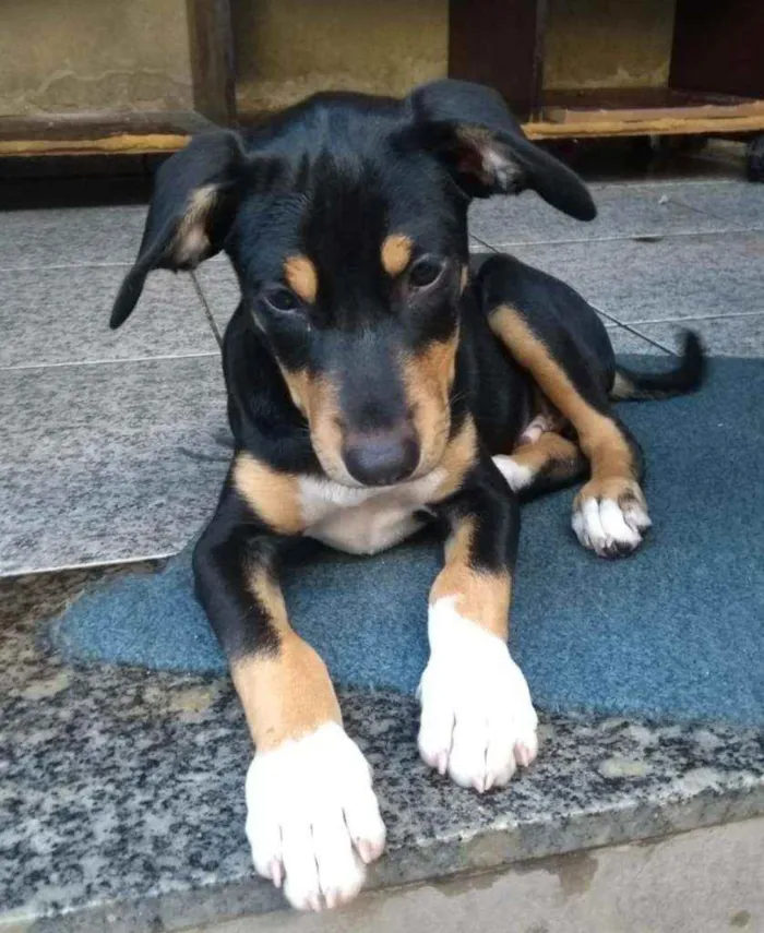 Cachorro ra a SRD idade 2 a 6 meses nome Bob