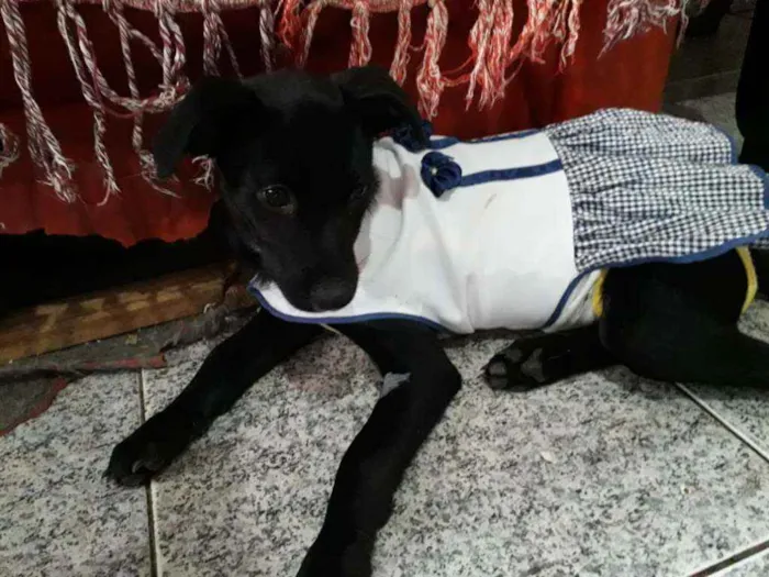 Cachorro ra a Srd idade 2 a 6 meses nome Jaque