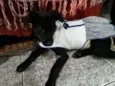 Jaque