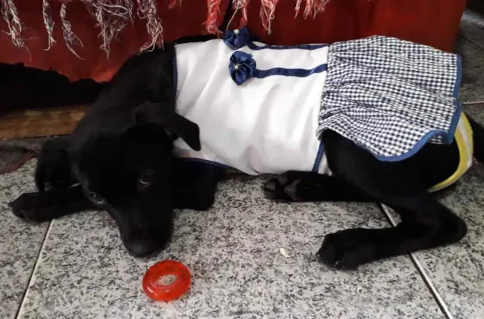 Cachorro ra a Srd idade 2 a 6 meses nome Jaque