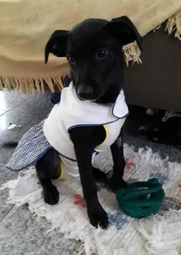 Cachorro ra a Srd idade 2 a 6 meses nome Jaque