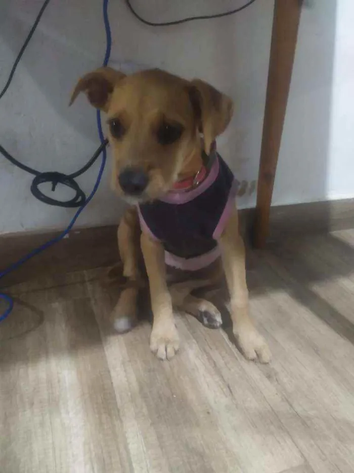 Cachorro ra a SRD idade 2 a 6 meses nome Filhote 4 meses