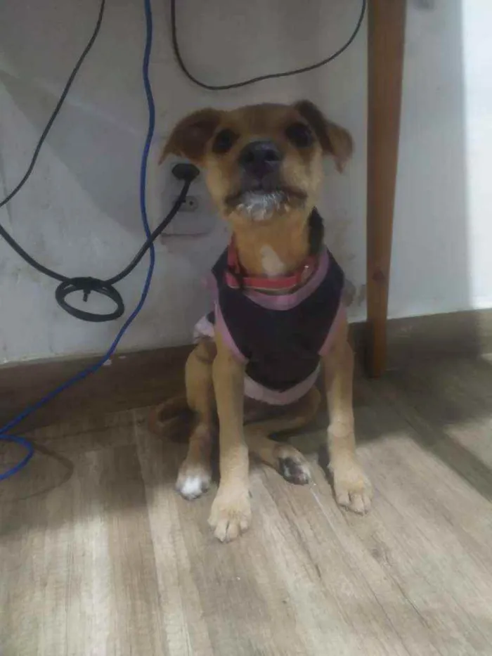 Cachorro ra a SRD idade 2 a 6 meses nome Filhote 4 meses