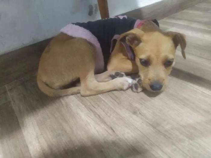 Cachorro ra a SRD idade 2 a 6 meses nome Filhote 4 meses